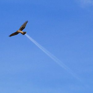 A jet-powered Harrier