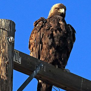 Golden Eagle