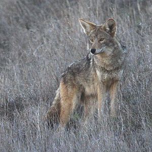 Coyote