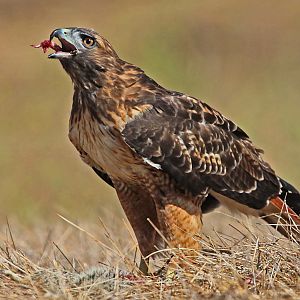 Red-tailed Hawk