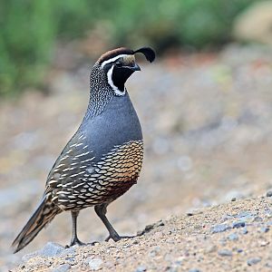 California Quail