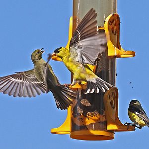 Goldfinches having a go at it.