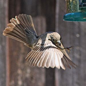 House Finch (female).