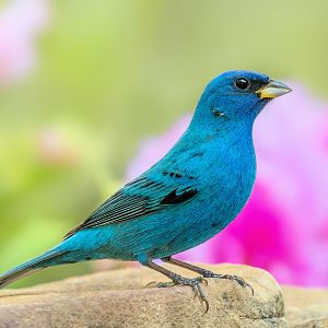 Indigo Bunting(male)IMG_8033