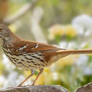 Brown ThrasherIMG_6473