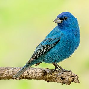 Indigo Bunting (male)IMG_7117