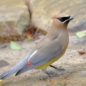 Cedar WaxwingPSPIMG_0662