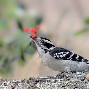 Downy Woodpecker (female)Finished IMG_5849