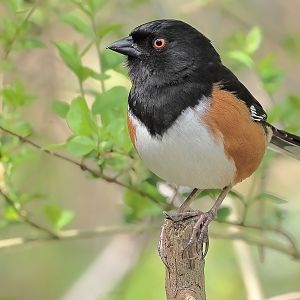 Eastern Towhee (male)IMG_1151