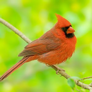 Northern Cardinal (male)IMG_3559