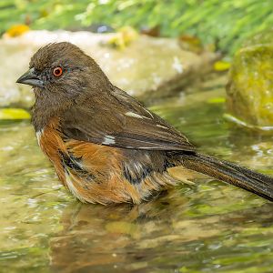 Eastern Towhee (female)IMG_3956