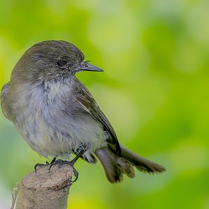 Eastern PhoebeIMG_5142