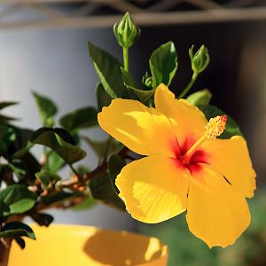 My Yellow Hibiscus.