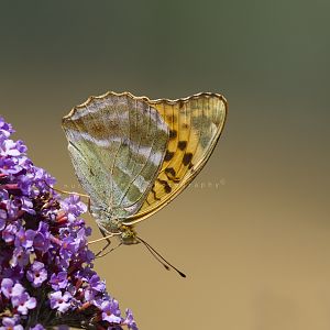 Silver-washed fritillary / Argynnis paphia .. on Butterfly bush / Buddleja davidii