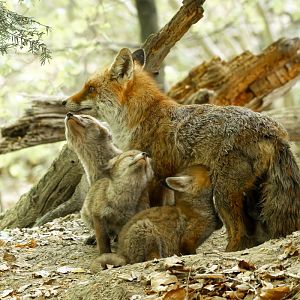 La famille es fondée