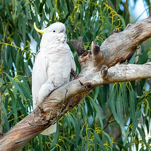 Sulfur-crested cockatoo