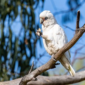 Little corella