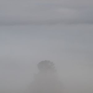 Misty Tree