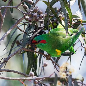 Musk Lorikeet