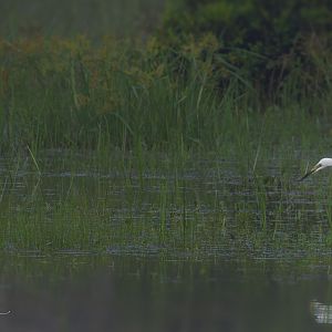 Little Egret (Egretta garzetta) stalking.