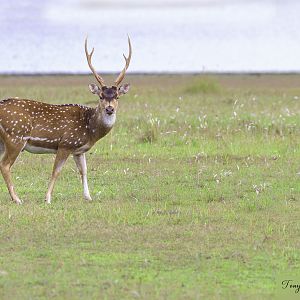 The Sri Lankan axis deer (Axis axis ceylonensis) or Ceylon spotted deer