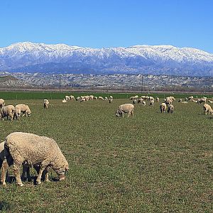 Mt. San Gorgonio