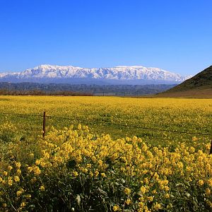 Mt. San Gorgonio and wildflowers