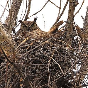 A nesting owl.