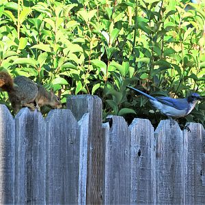 Squirrel Chasing Bluebird