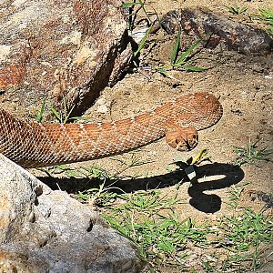 Red Diamondback Rattlesnake