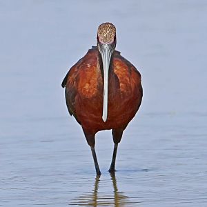 White-faced Ibis