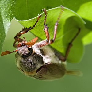 Cockchafer