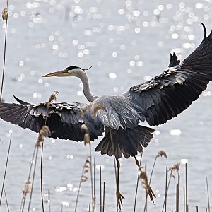 Grey heron