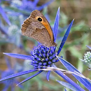 Meadow brown on amethyst sea holly