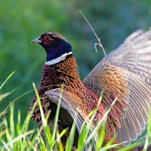 Common pheasant