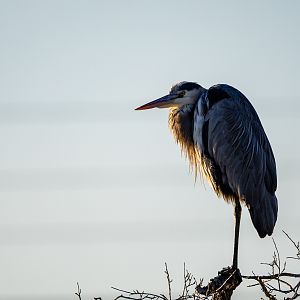 Great Blue Heron