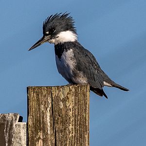 Belted Kingfisher