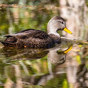 American Black Duck