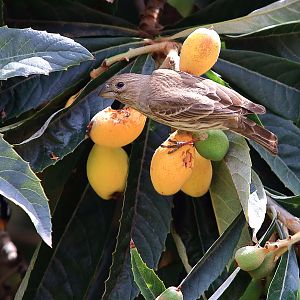 Finch in loquat tree.