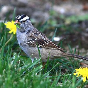 Juvenile White-crowned Sparrow