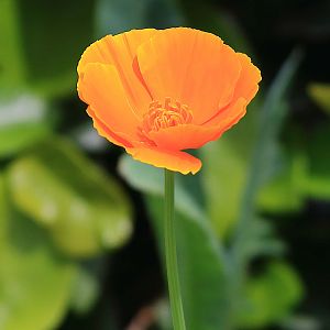 California Poppy