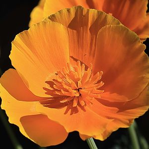 California Poppy