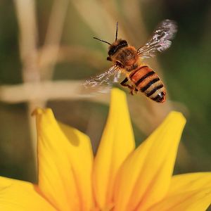 Gazania and honeybee.