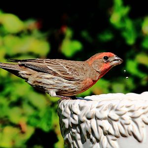 House Finch