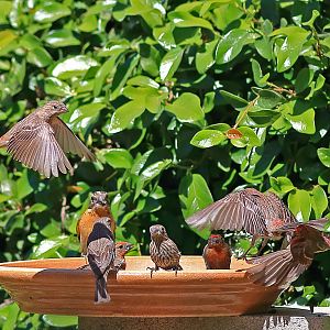 Some Finches and a Grosbeak