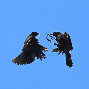 Red-winged Blackbirds having a go at it.