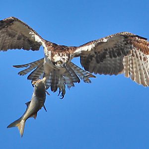 Osprey with take-out dinner.