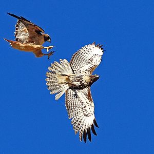 Red-tailed hawks