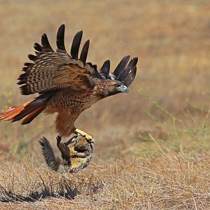 A common ground squirrel caught a Red-tailed Hawk...lol.