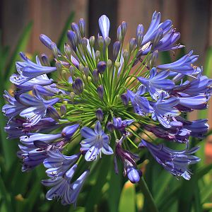 Agapanthus (Lily Of The Nile)